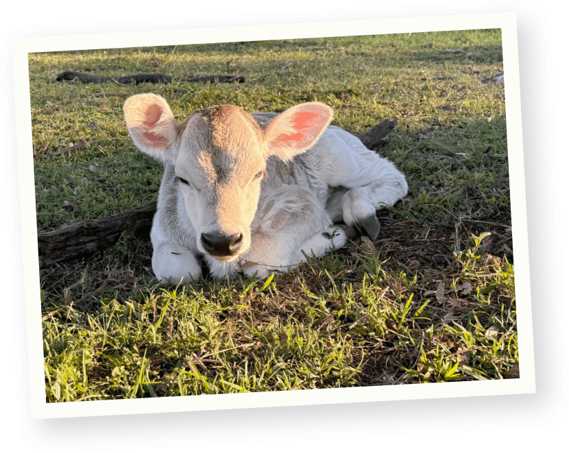 One Farm calf
